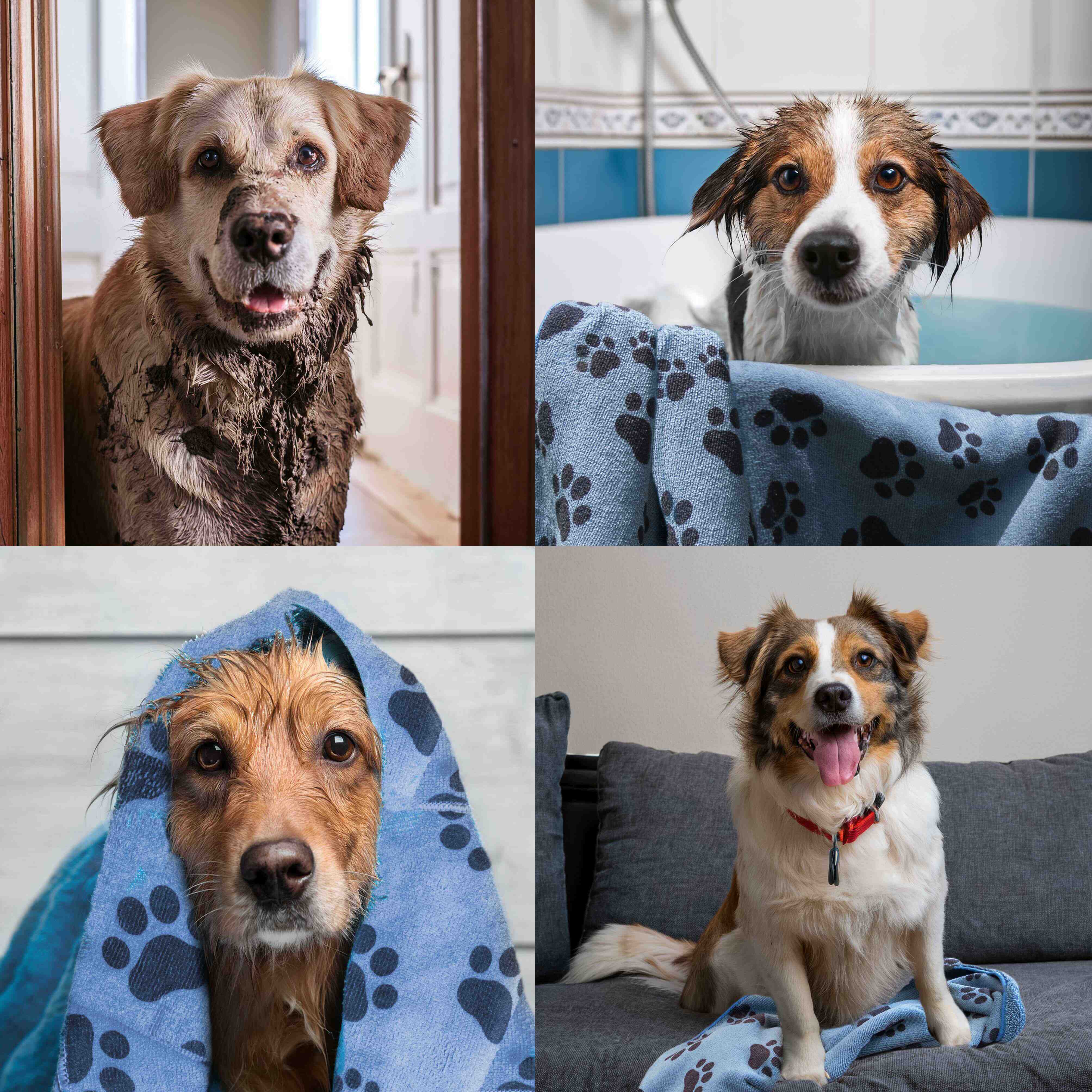 5 productos esenciales para un baño seguro y efectivo para tus mascotas