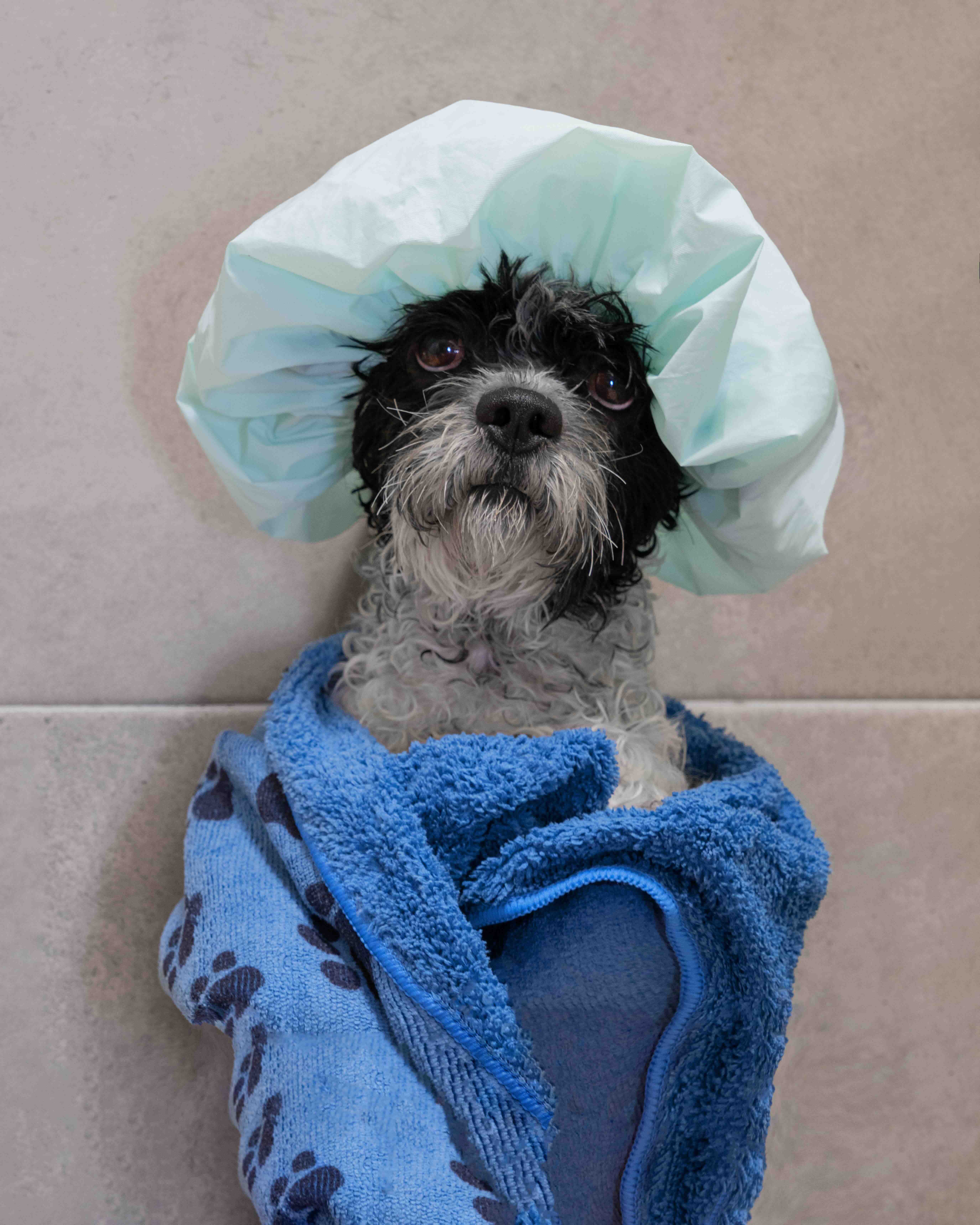 Por qué el paño para mascotas es el ideal para ti