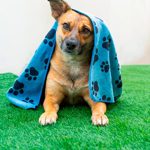 Tip cuida de tus perritos con un pano para mascotas magitel