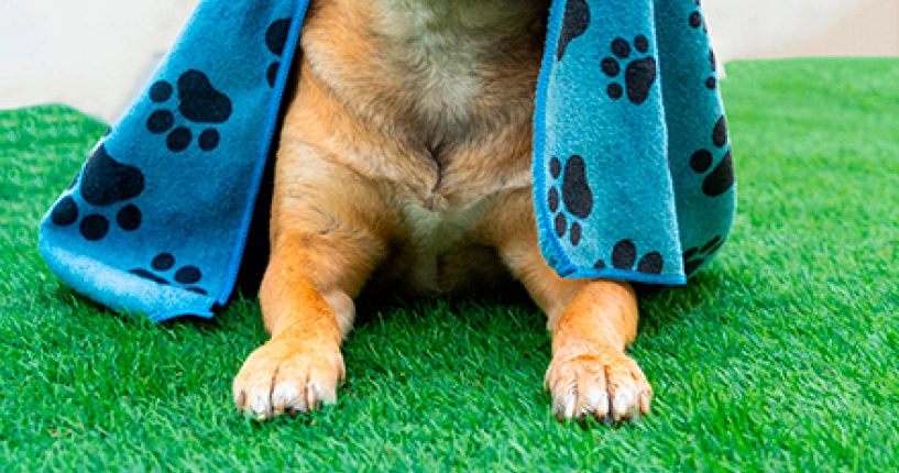 Tip cuida de tus perritos con un pano para mascotas magitel