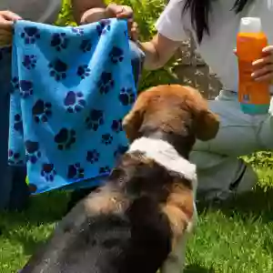 Perfuma y cuida a tus mascotas con la toalla de microfibra